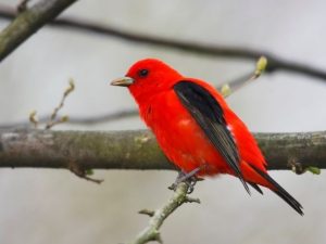 Scarlet Tanager perched on a branch