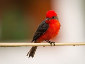 Vermilion Flycatcher on a twig