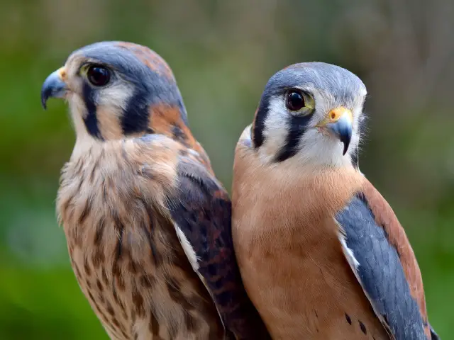 two american kestrels