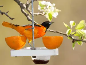 Oriole eating fruit in a feeder