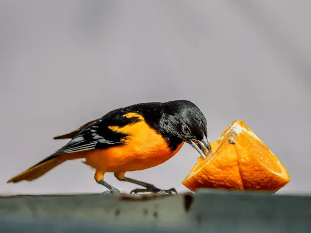 black and orange bird eating orange fruit