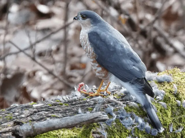 Adult sharp-shinned hawk