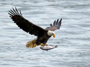 Bald Eagle hunting fish on the water
