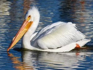 American White Pelican on a pond