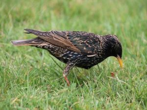 European Starling picking food on the grass