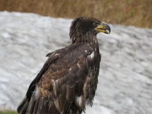 young Golden Eagle