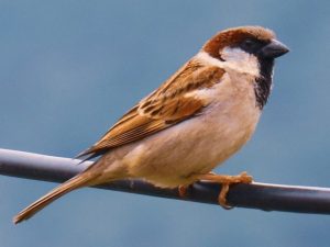 perching Sparrow