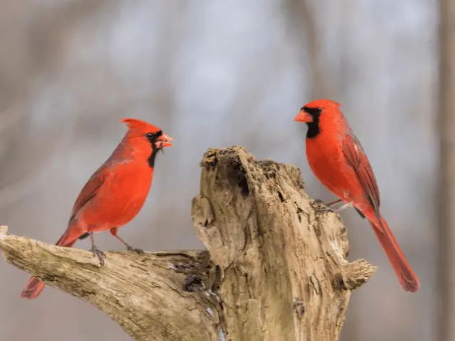 Two male cardinals perched on a branch