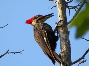 Pileated Woodpecker clinging to the side of a tree