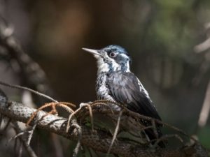 Hairy Woodpecker perched on a branch