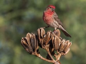 House Finch on the top of a flower