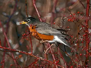 American Robin eating berries