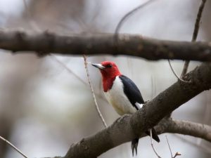 Red Headed Woodpecker clinging to a branch