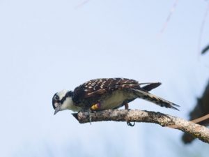 Red Cockaded Woodpecker perched on branch