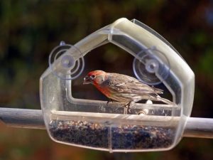 House Finch inside the bird feeder