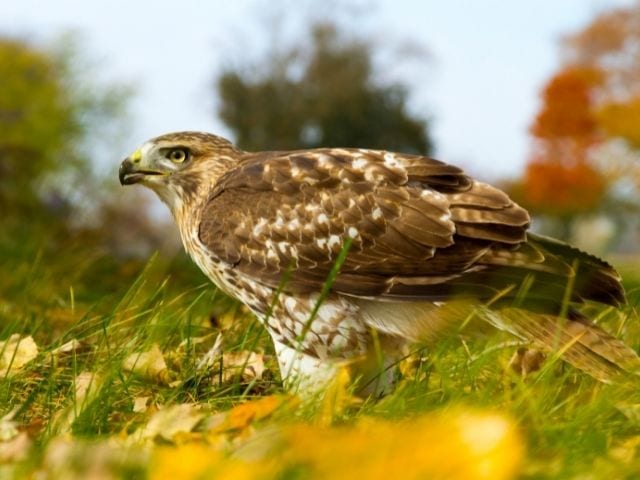 Red-tailed Hawk on the ground