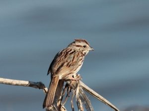 Song Sparrow perched on a reed