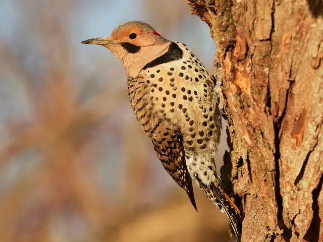 northern flicker perched