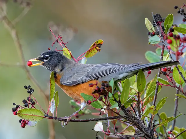 Bird picking a fruit