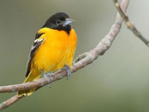 Baltimore Oriole yellow bird