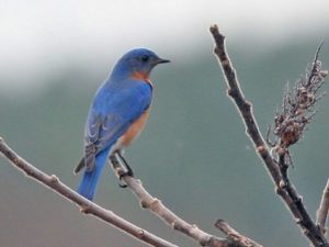 Male Eastern Bluebird