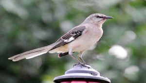 Florida bird