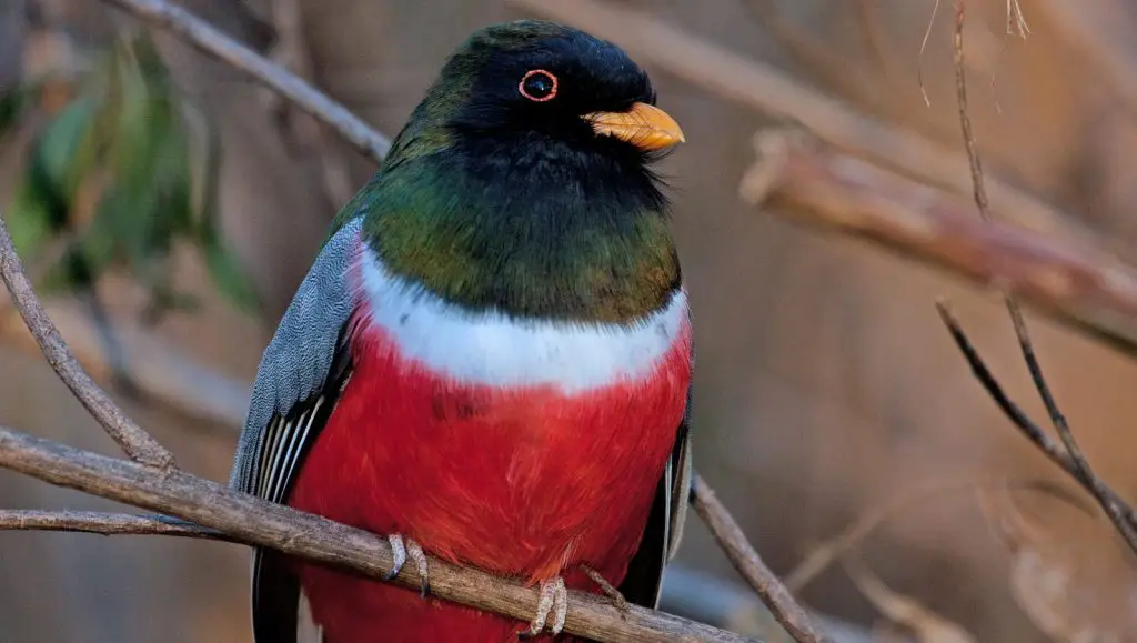 Arizona bird (Cardinal)