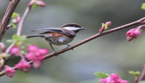California bird