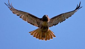 Hawk