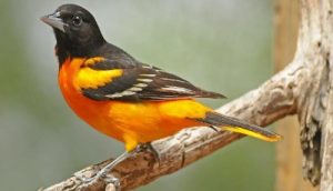 orange and black bird