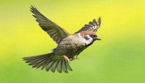 Sparrow