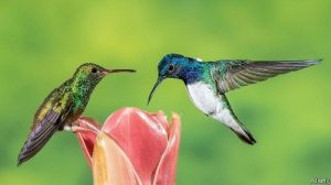 Two hummingbirds