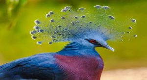 Victoria crowned pigeon