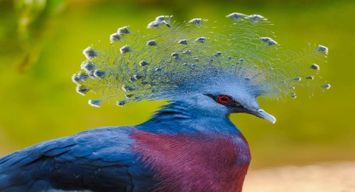 Victoria crowned pigeon