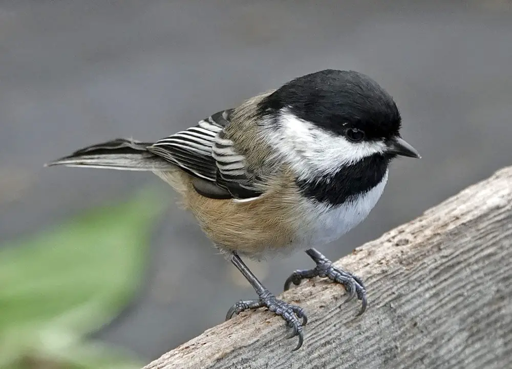 Black-Capped Chickadee