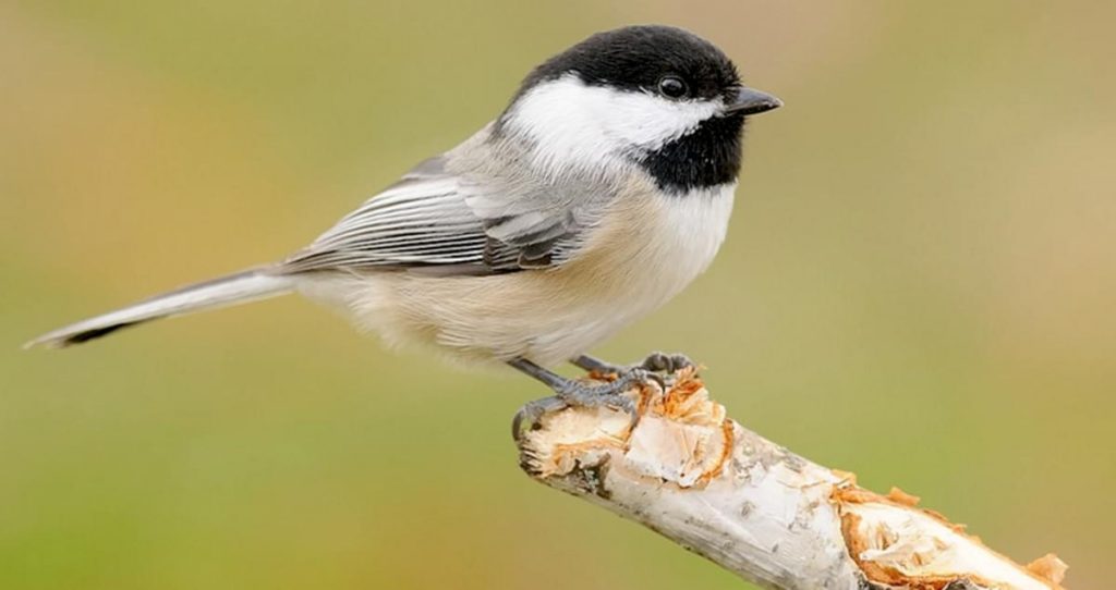 Black-Capped Chickadee