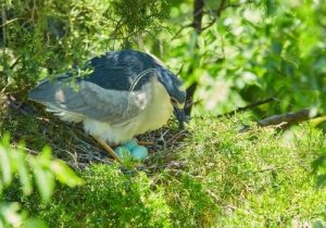 Blue-Egg-Laying Bird