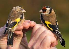 Bullfinch vs Chaffinch