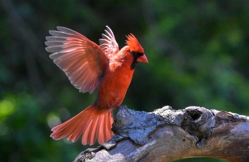 Cardinal