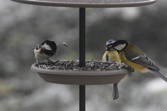 coal tit and great tit