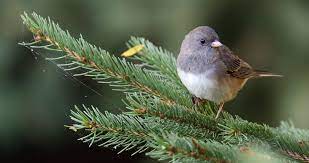 Dark-Eyed Junco