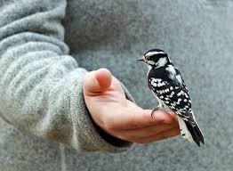 Downy Woodpecker