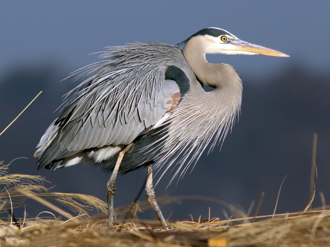 great blue heron