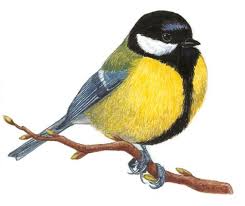 Great Tit