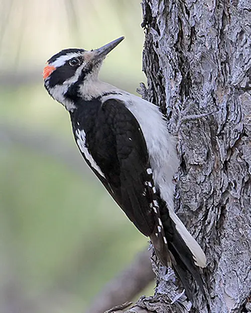 Hairy Woodpecker