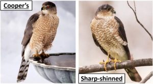Hawks in CT