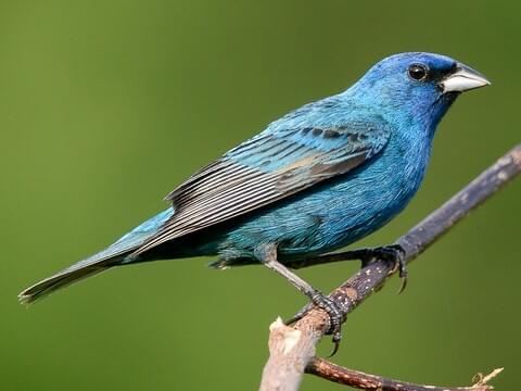 Indigo Bunting