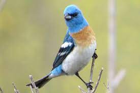Lazuli Bunting