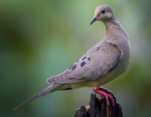 Mourning Dove