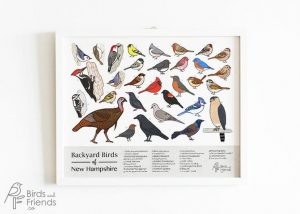 New Hampshire Birds